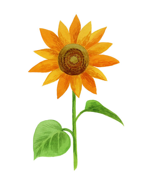 向日葵水彩。孤立在白色背景上。股票插图。图片下载
