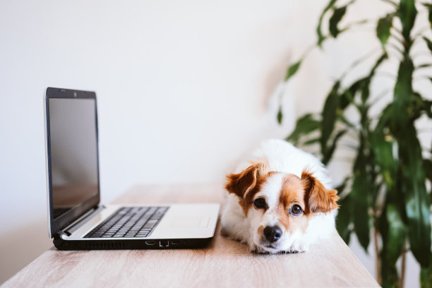 可爱的杰克罗素狗在家里用笔记本电脑工作。呆在家里。技术和生活方式的室内概念图片下载