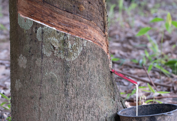在黑色的杯子里，液体乳胶从橡胶树上滴下。种植背景概念农业图片下载