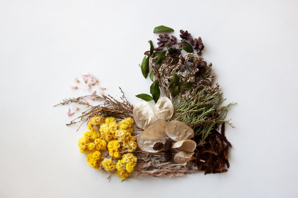 白色背景上的心形植物标本室图片下载