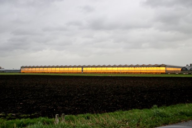 橙色的同化灯照亮了玫瑰的温室图片下载