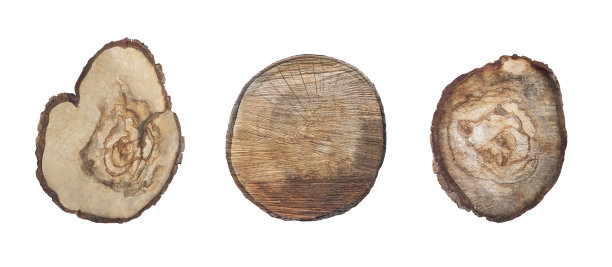 孤立地砍树桩图片下载