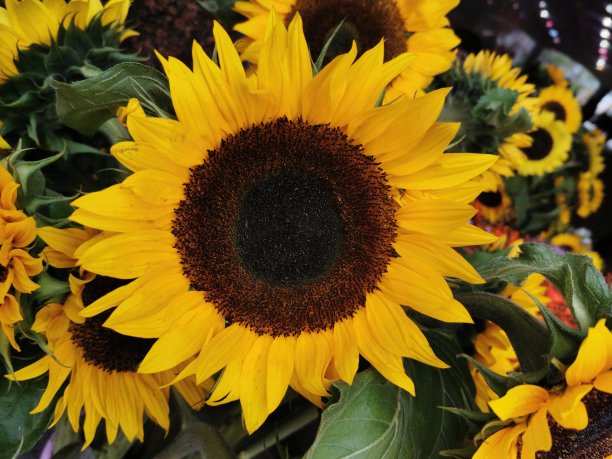 向日葵图片下载