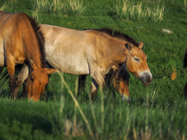 塔希马或普氏野马图片下载