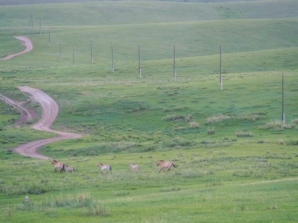 塔希马或普氏野马图片下载