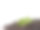 白木头上放着新鲜的咖啡豆和咖啡叶子。图片下载
