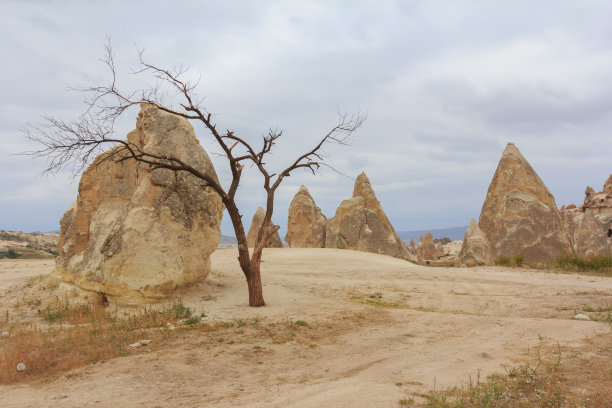 卡帕多西亚山区的一棵枯树图片下载