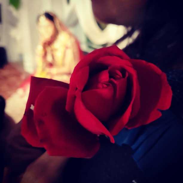 红玫瑰摄影与模糊的新娘背景图片下载