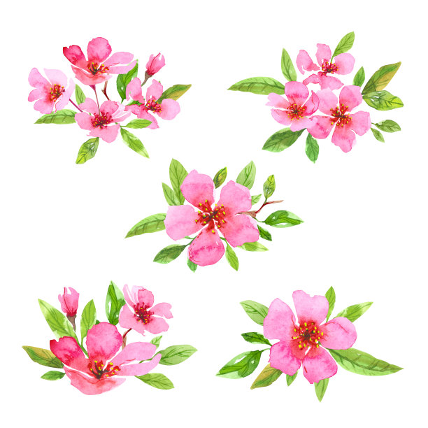 一套水彩樱花花圈。樱花美丽的春天花集。彩色插图孤立在白色背景图片下载