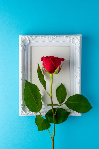 蓝底白框红玫瑰。情人节、妇女节的贺卡。最小的节日的概念。图片下载