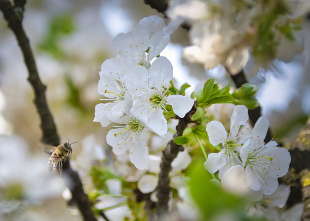 一只蜜蜂在樱花中飞翔。图片下载