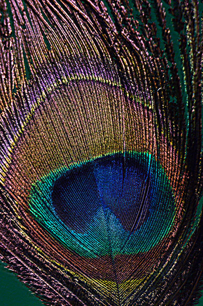 孔雀片，羽毛，绿色背景的毛片图片下载