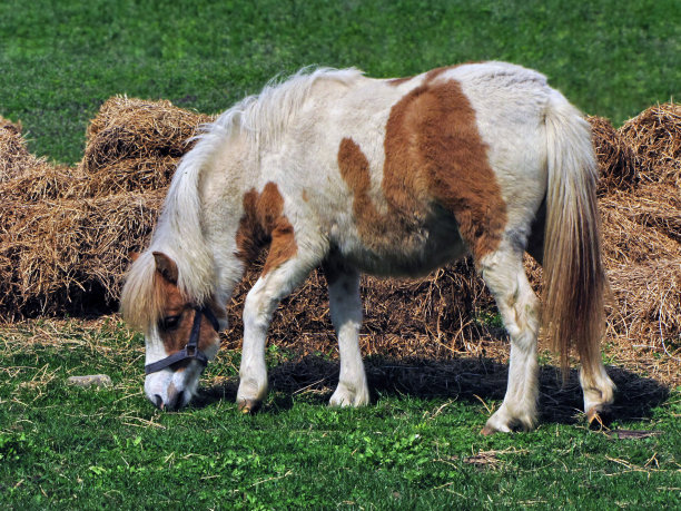 小马站着，嚼着干草图片下载
