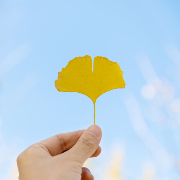 人的手拿着黄色的银杏叶图片下载