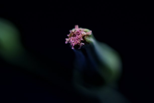 草地上的花。收盘上涨图片下载