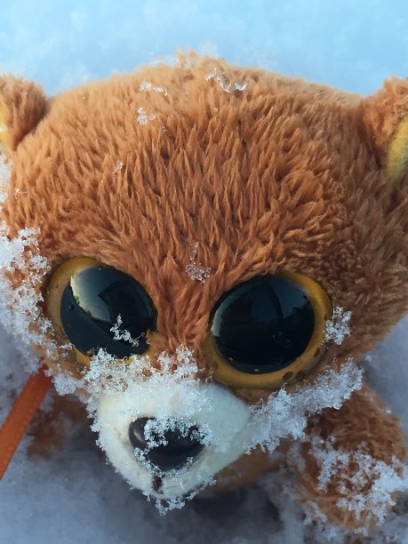 雪地里的小泰迪熊图片下载