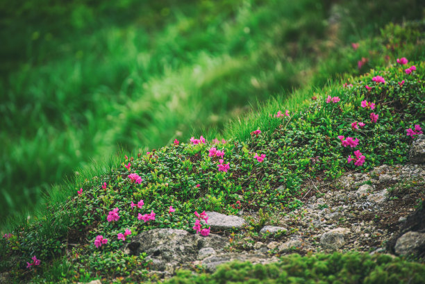 杜鹃花在自然界中开花图片下载
