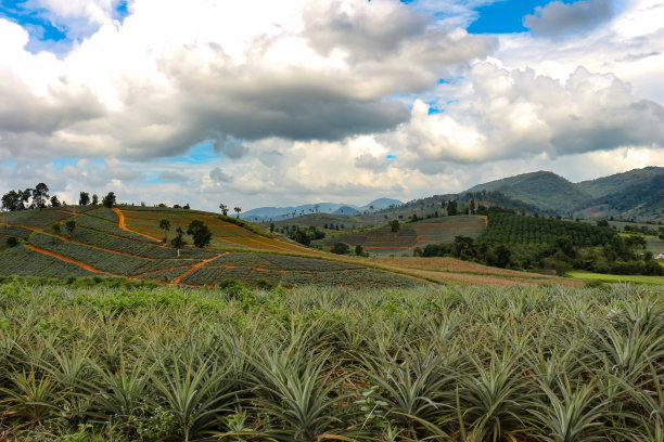 菠萝领域图片下载