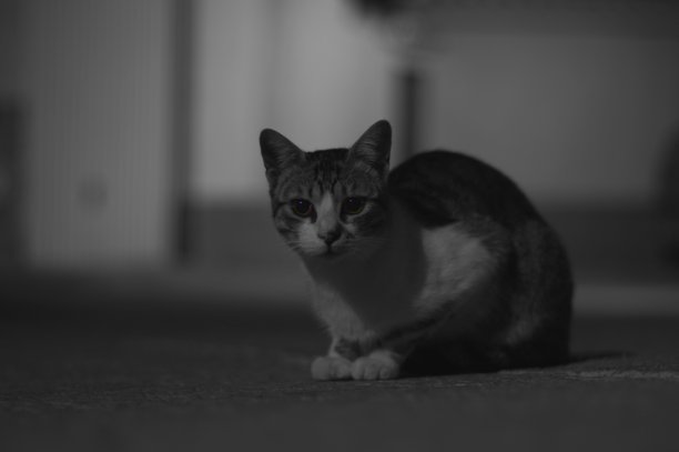 绿色的眼睛图片下载