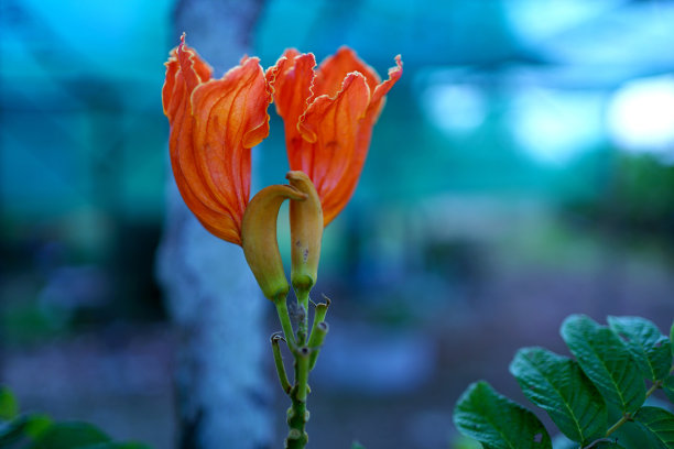 橙色的花。图片下载