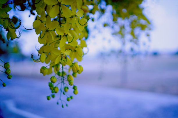 桂皮瘘图片下载