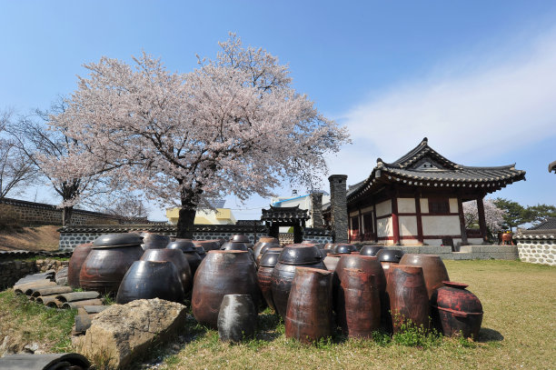 大兴东川的春色樱花盛开。图片下载