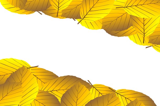 山毛榉的秋叶图片下载