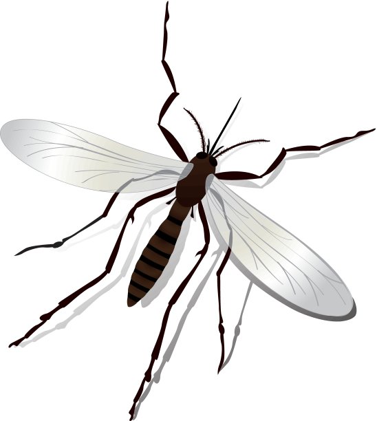 蚊子图片下载
