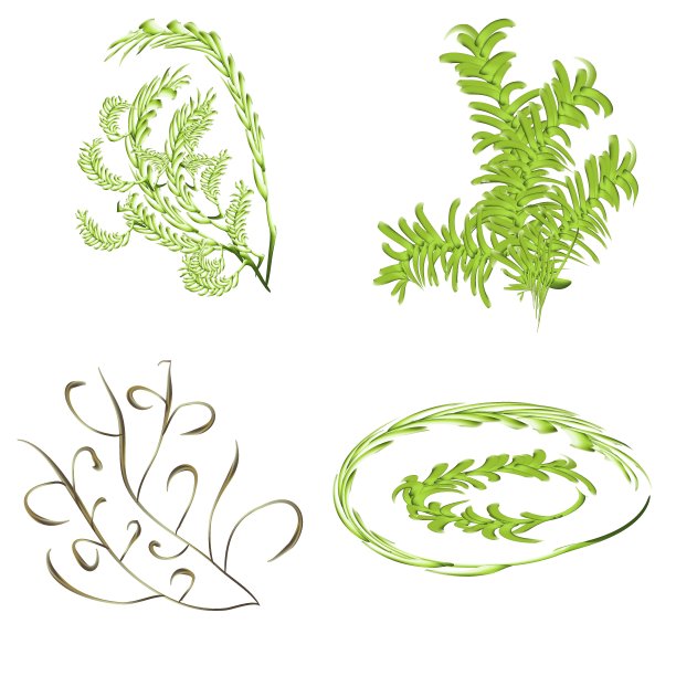 翠绿的杉树枝头洒满阳光图片下载