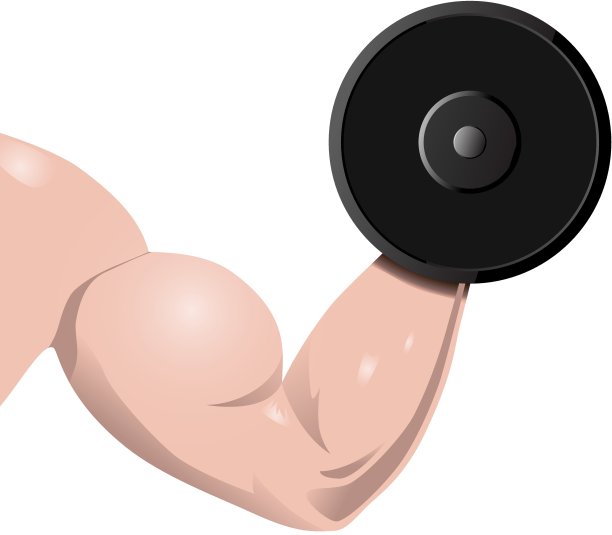 肱二头肌图片下载