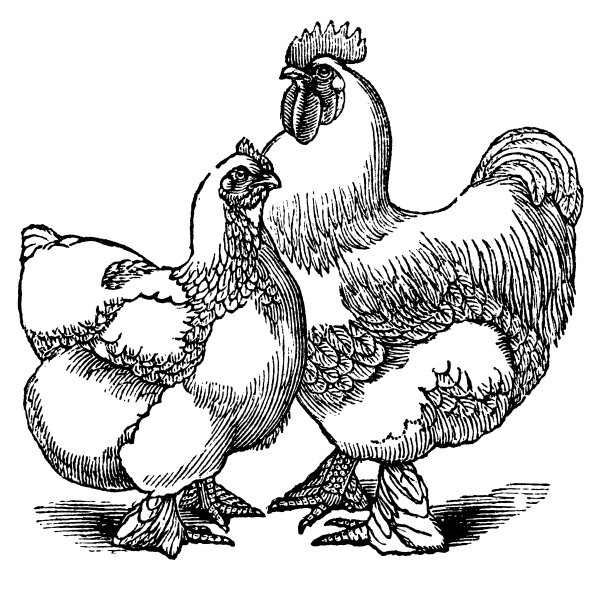 交趾母鸡和公鸡或交趾中国(鸡)陈年工程师图片下载