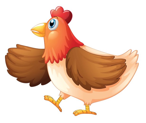 女鸡图片下载