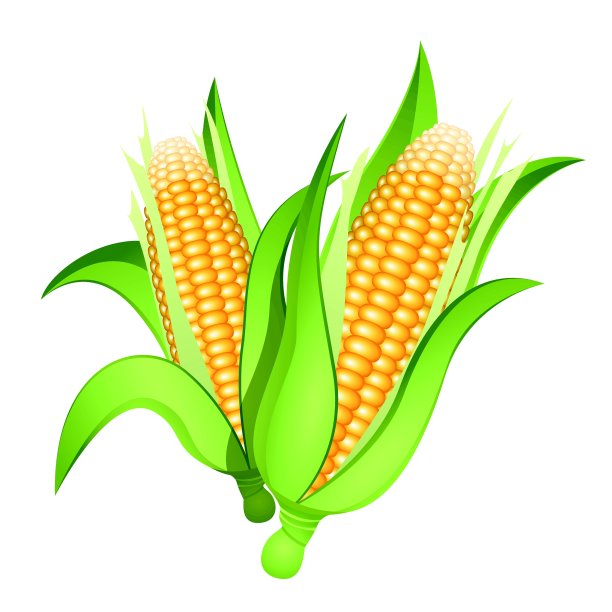 玉米穗图片下载