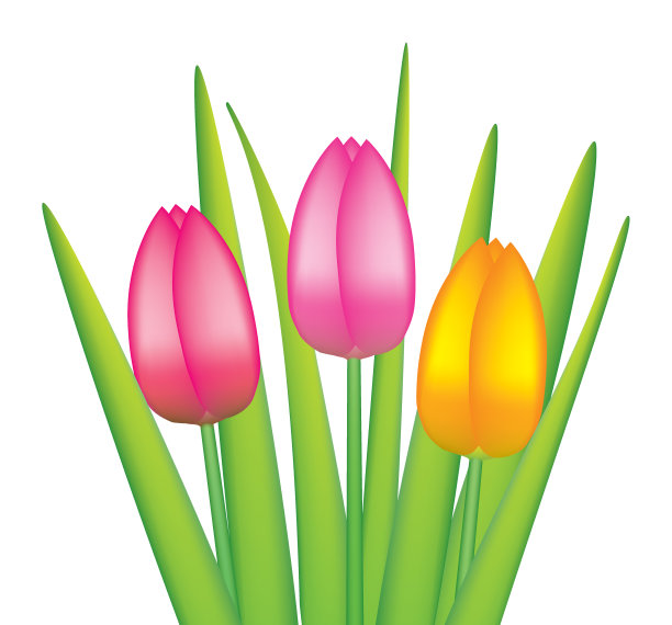 矢量郁金香串图片下载