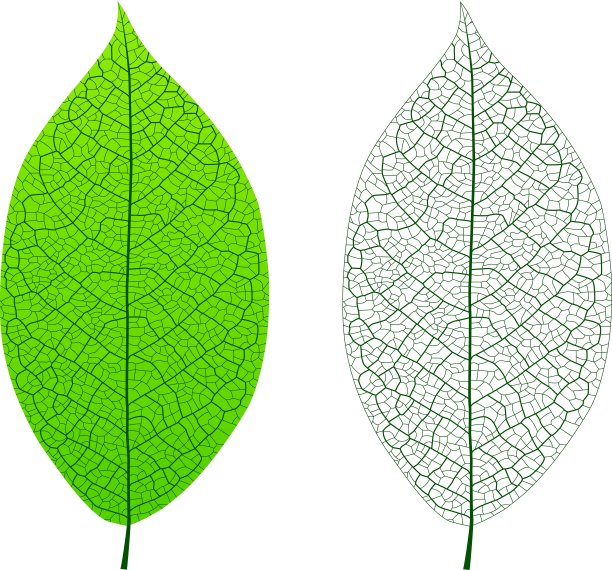 叶静脉图片下载