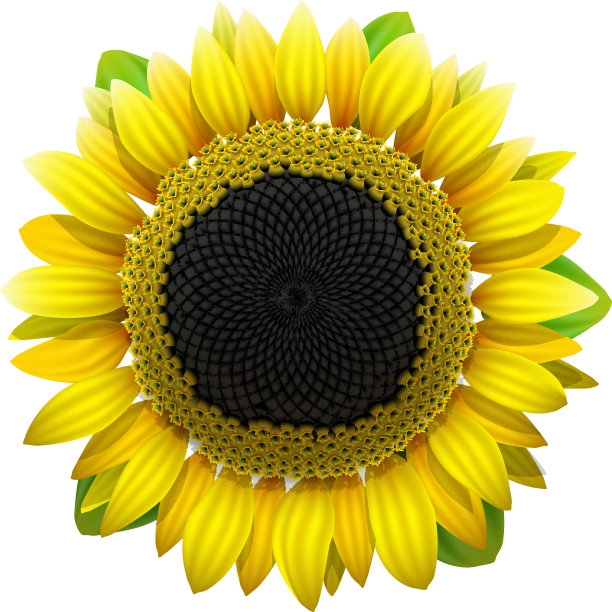白色背景上的向日葵图片下载