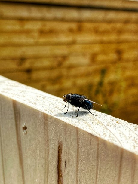 木头上的苍蝇图片下载