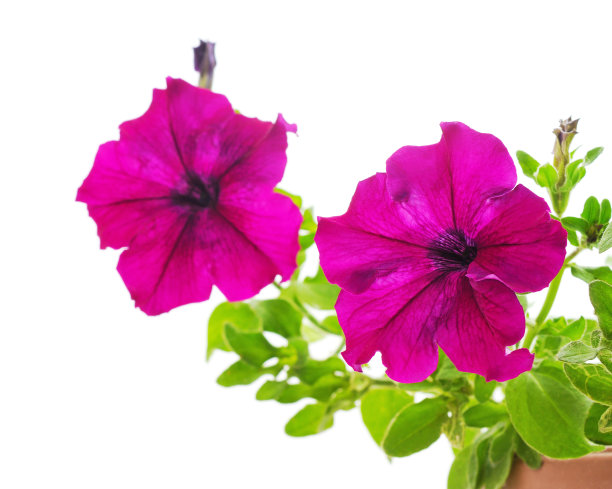 花盆里的紫色矮牵牛花。图片下载