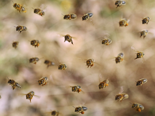 正面视图飞行的蜜蜂收集黄色花粉棕色散焦，近距离的背景图片下载