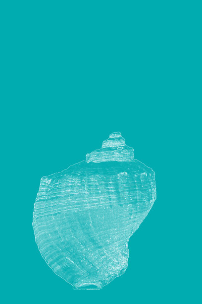 单壳回来图片下载