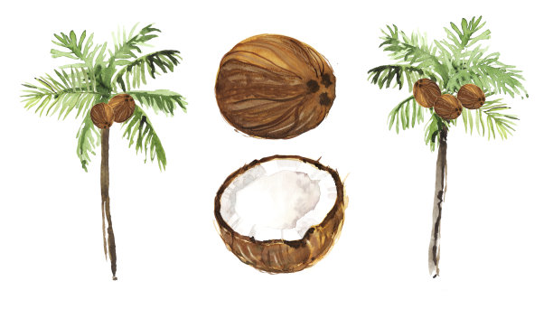 水彩手绘热带雨林热带椰子树植物插图孤立在白色的背景图片下载