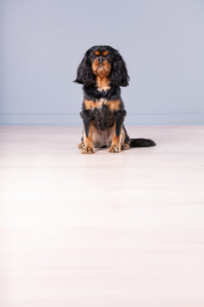 查尔斯王小猎犬的画室肖像，铺在浅木地板上，靠在灰色的墙上。直接射杀。图片下载