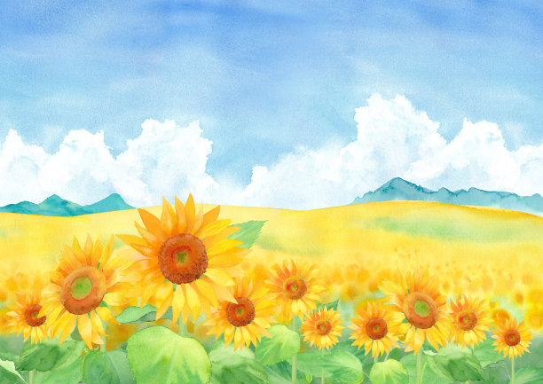 向日葵田景观与蓝天白云，水彩插图图片下载