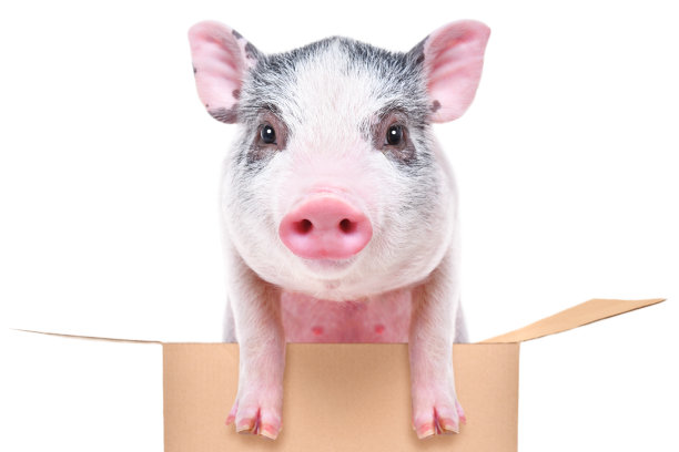 一个小可爱小猪的肖像在一个盒子孤立的白色背景图片下载