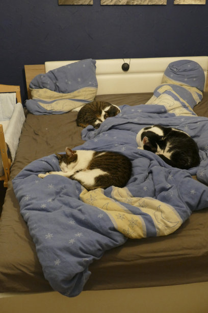 猫在床上睡觉图片下载