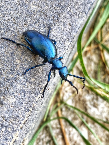 大错误图片下载