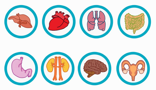人体内部器官的图标。插图卡通风格孤立在白色背景上心，脑，肺，肝，胃，肾，泌尿生殖系统，肠图标图片下载