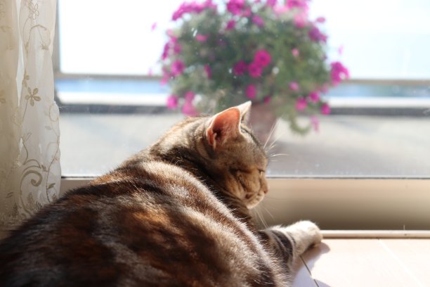 瞌睡的猫在阳台上的花前。图片下载