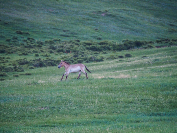 塔希马或普氏野马图片下载