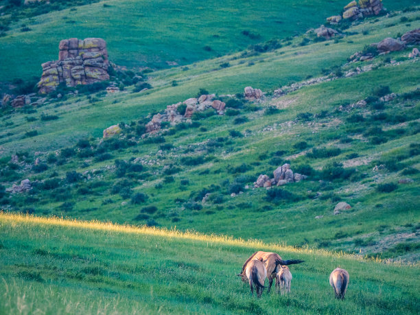 塔希马或普氏野马图片下载